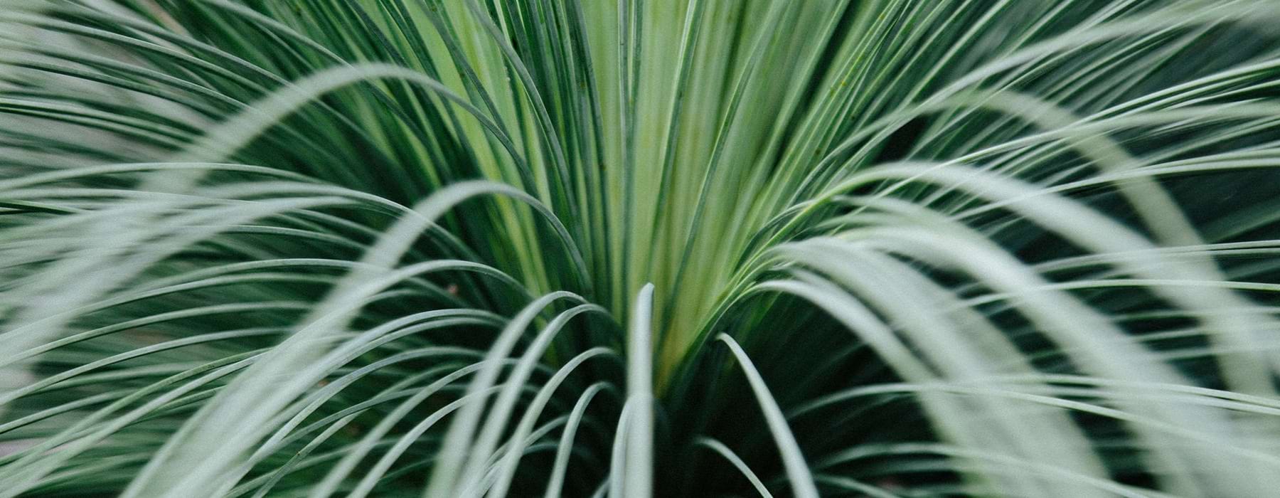Closeup of a palm tree
